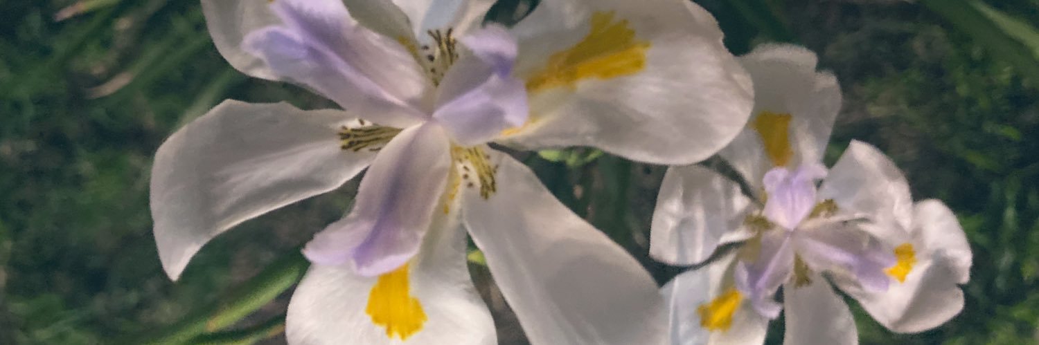 cintulet's profile banner image