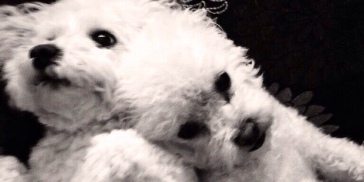 DaisyHuwLewis's profile banner image