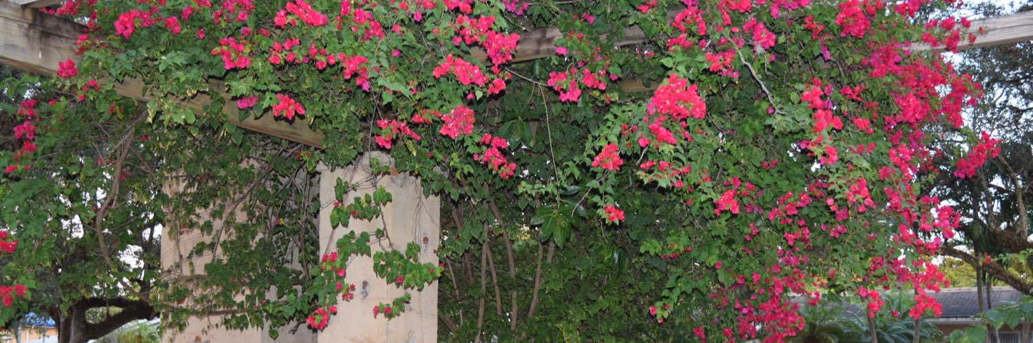 pef has asthma 🌸 banner