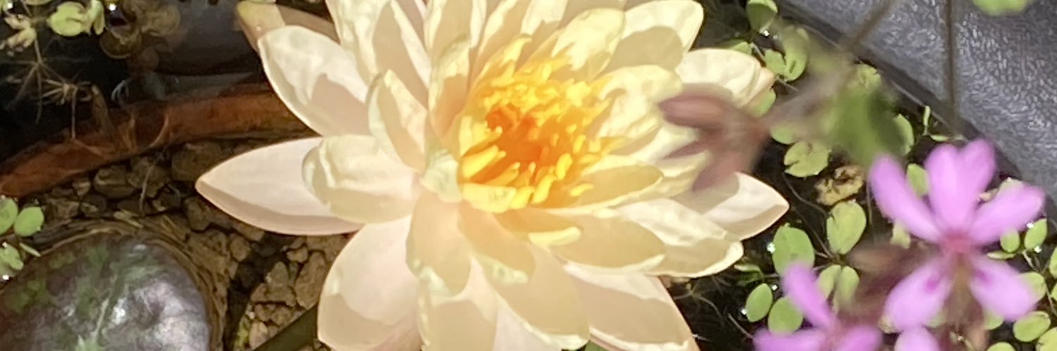 lihaliname's profile banner image