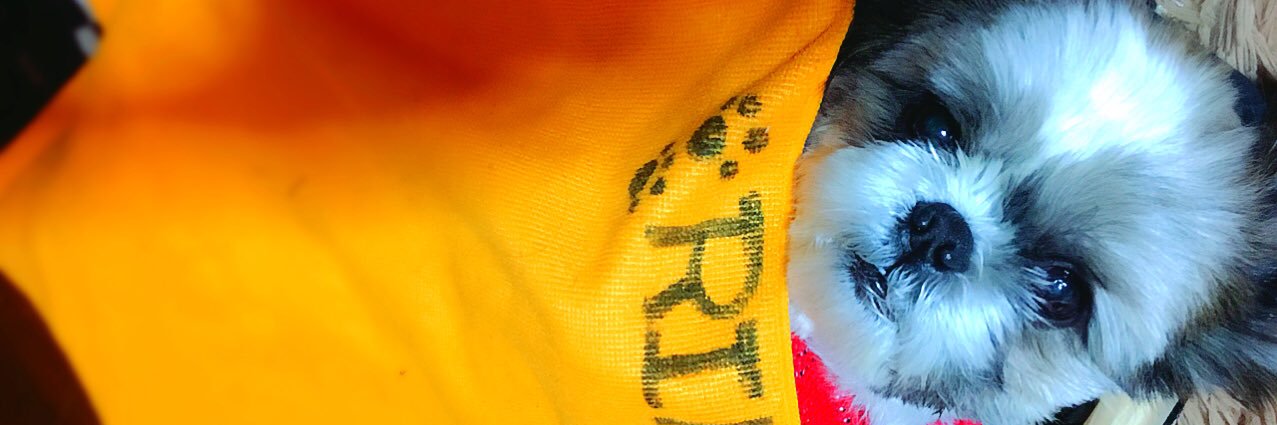 蓮のママ(愛知県西尾市で迷子のシーズー蓮を探しています) banner