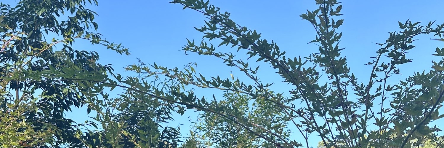 nahokunic's profile banner image