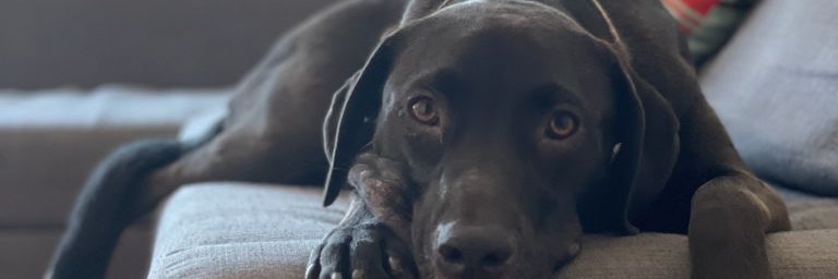 Chara Podimata banner