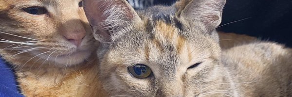 crea70 Profile Banner