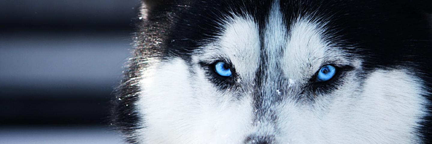 adeliakusumaa's profile banner image