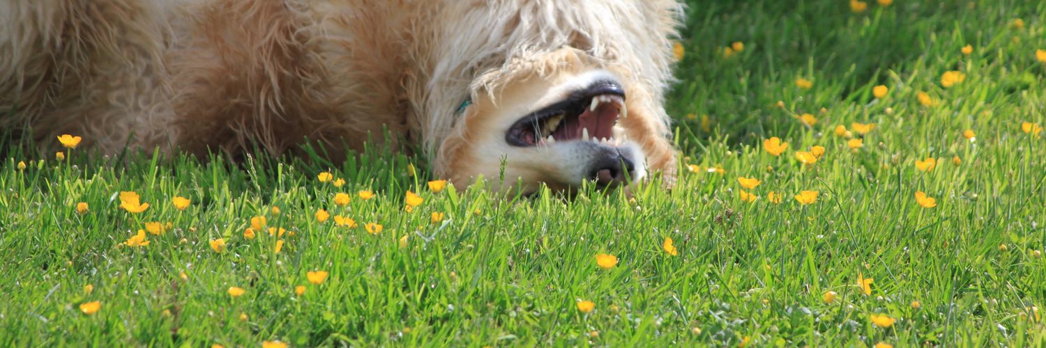BartTheHusky's profile banner image