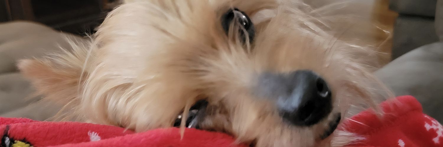 JerseyGirl732 ❤️🤍💙 banner