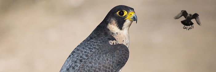 الشاهين banner