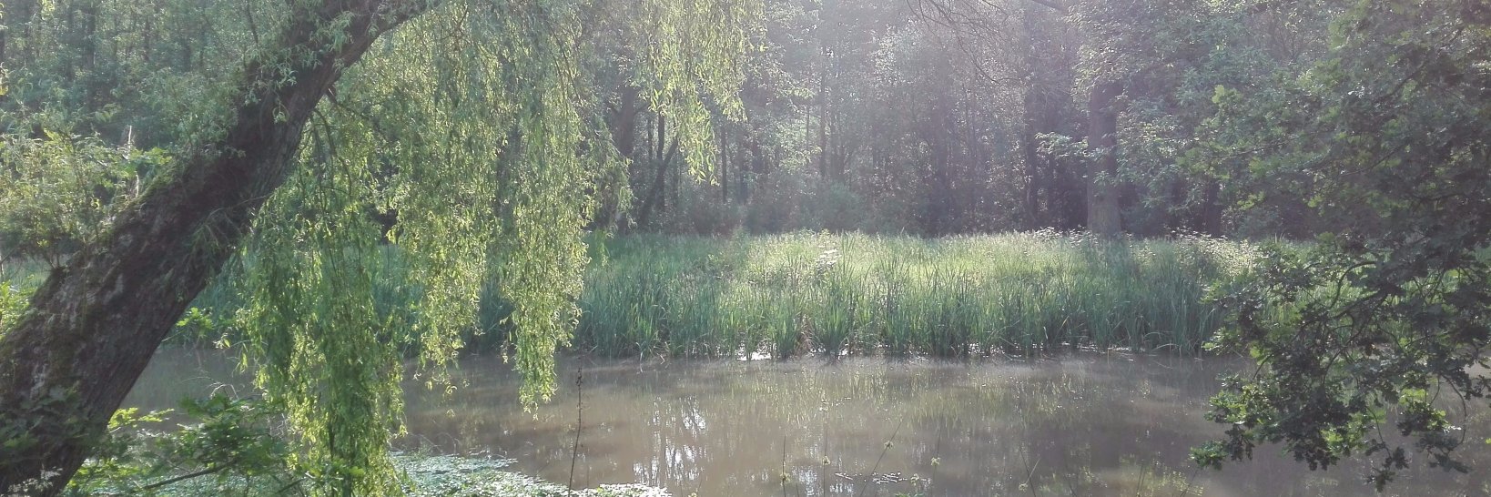 Birgit DeMaesschalck banner