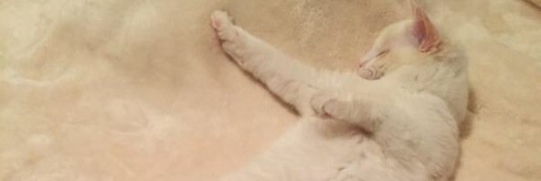 reckless7771's profile banner image