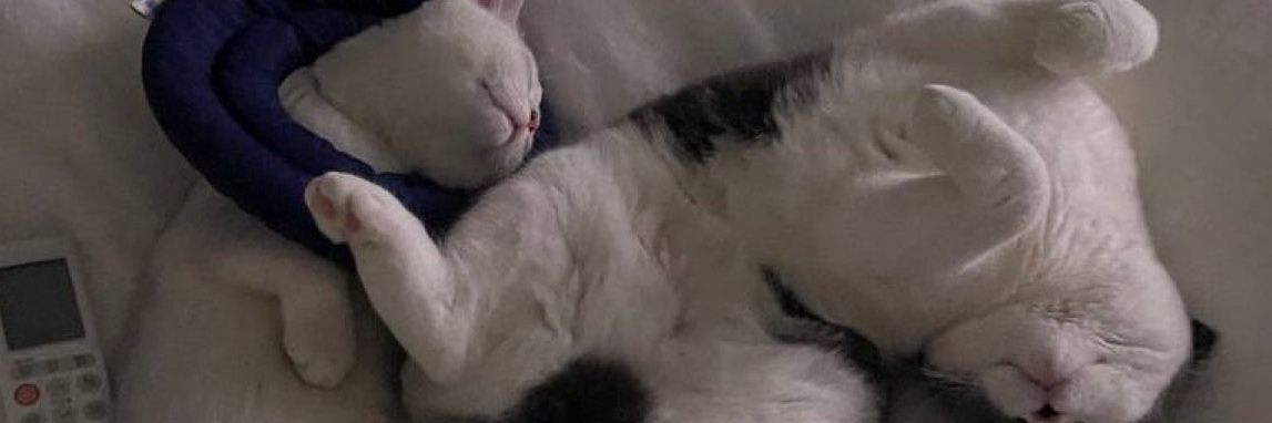Ni banner