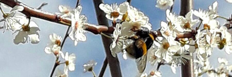 Basalburu's profile banner image