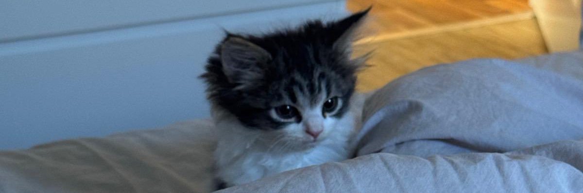 Where is vegetable (کوکوسبزی) banner