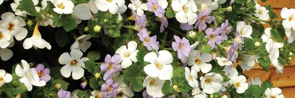 gardeningdirect's profile banner image