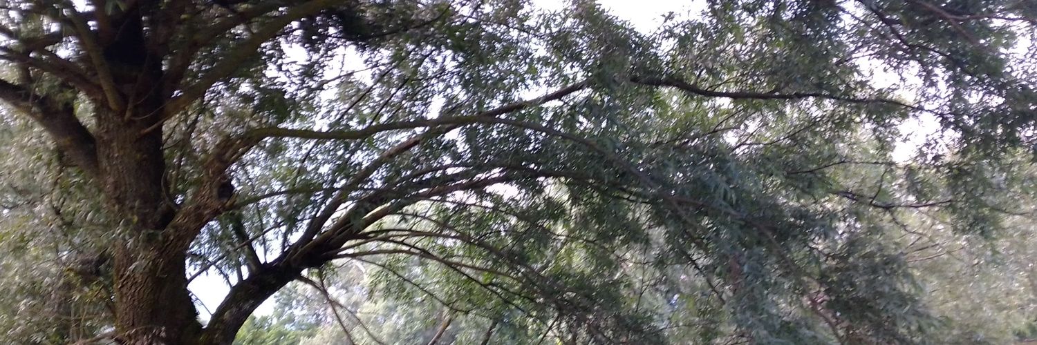 irenaLev's profile banner image