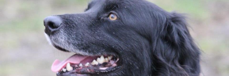 NorthdaleVets's profile banner image