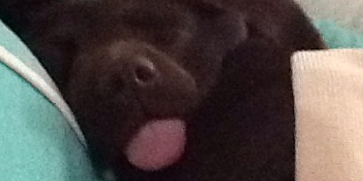 Noelia banner