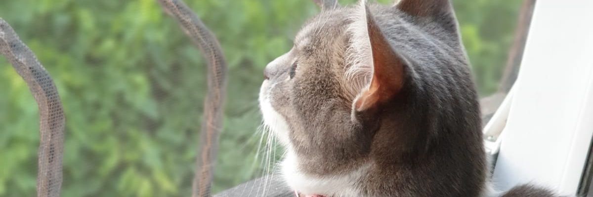 maydn05's profile banner image
