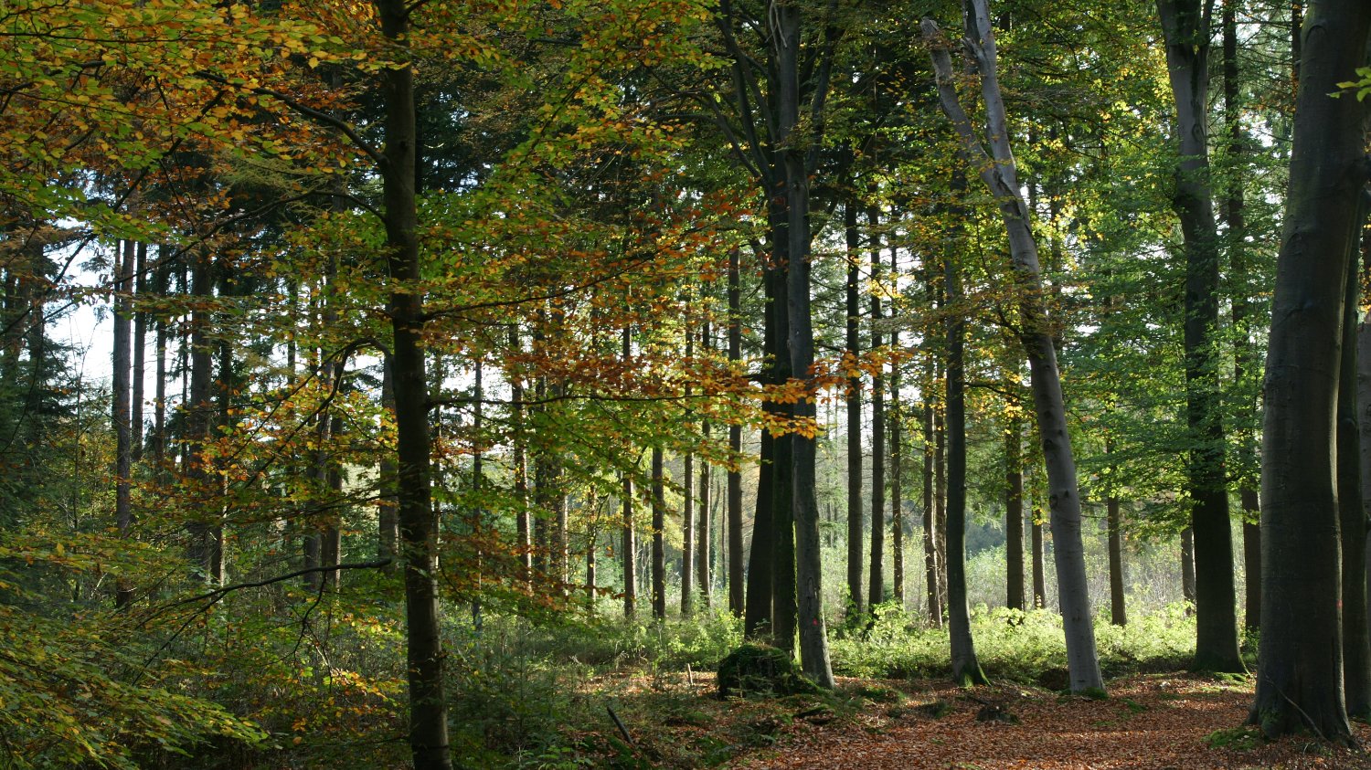 Borgman Beheer Advies banner