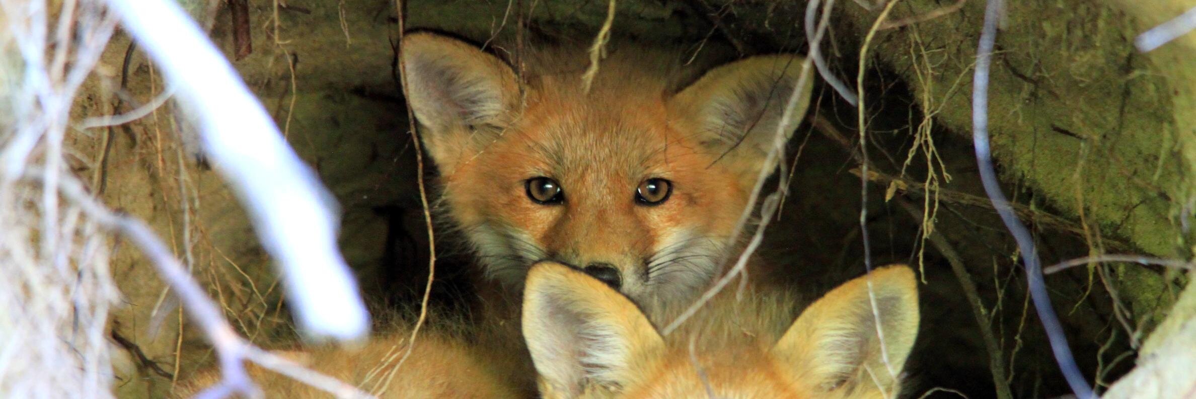 Forestier's profile banner image