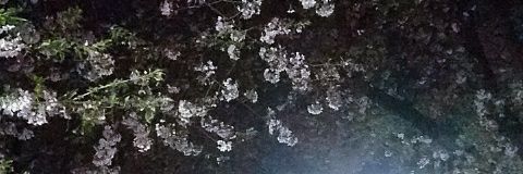 hrnlove3's profile banner image