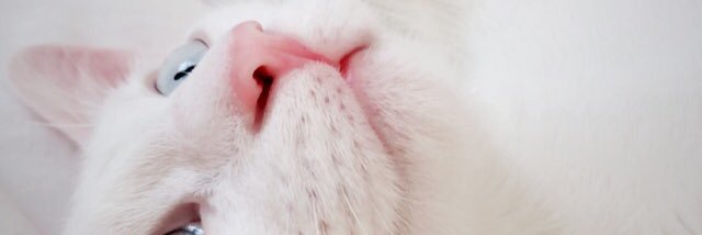 plnklcc's profile banner image