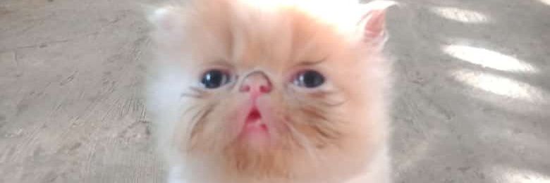 fishykoala's profile banner image