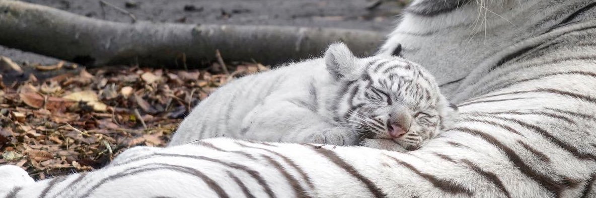 hava🐮🦁🐻 banner