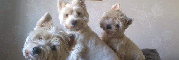 Karen Lewis🌸 banner