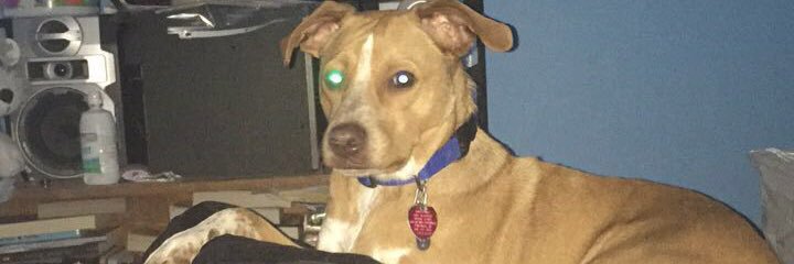 liz_schafferr's profile banner image