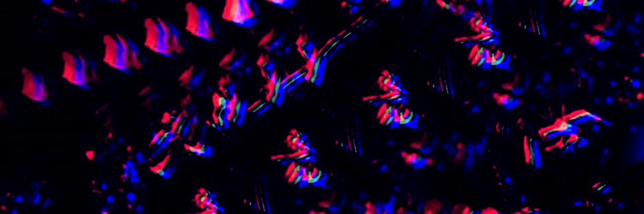 CyberxVixen's profile banner image