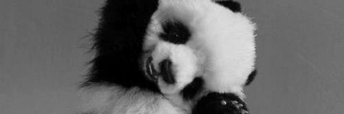wiki45045827's profile banner image