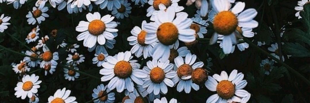iaaraailin's profile banner image