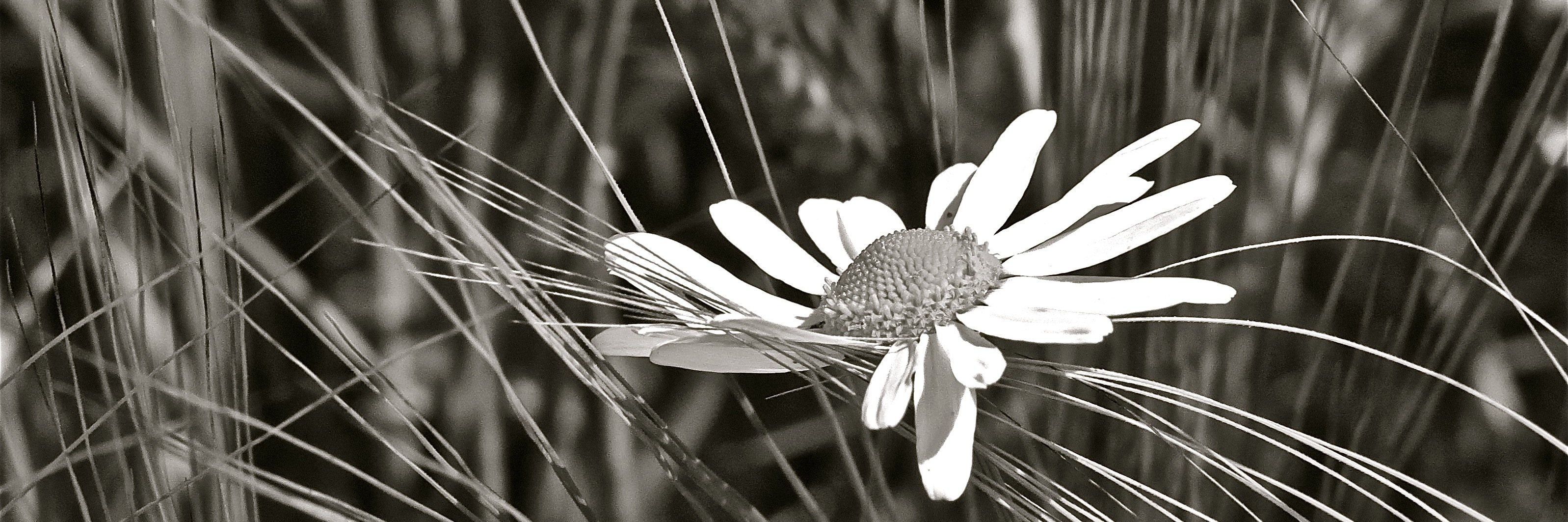 SueEmilyD's profile banner image