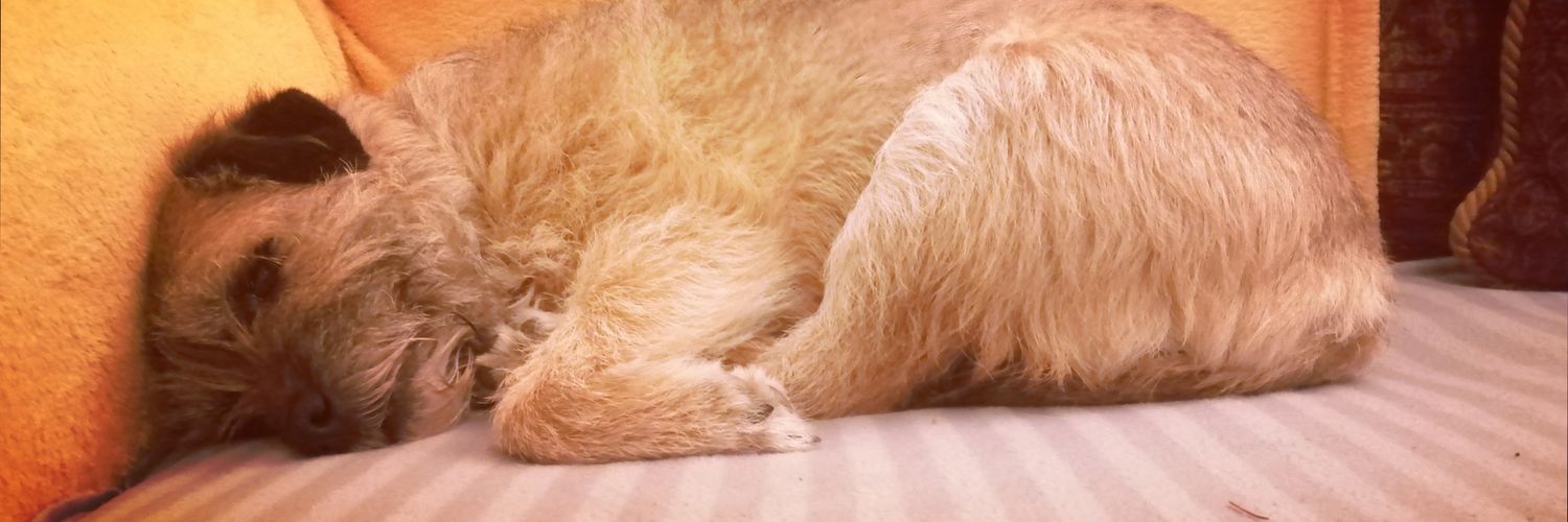 borderbertie1 banner