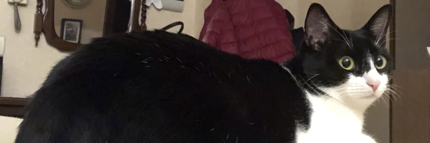 LolloFox91's profile banner image