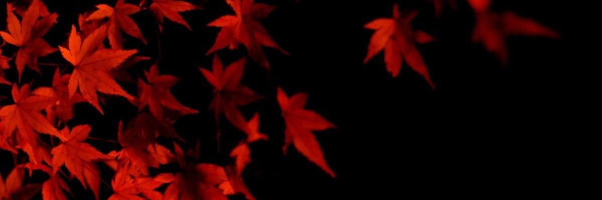 ConiglioStelle's profile banner image