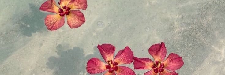 miyyuv's profile banner image