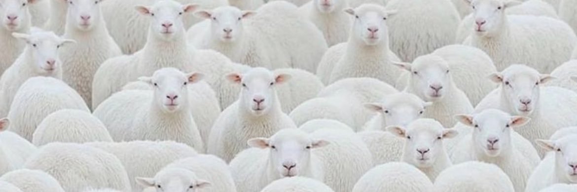 ppaypigs's profile banner image