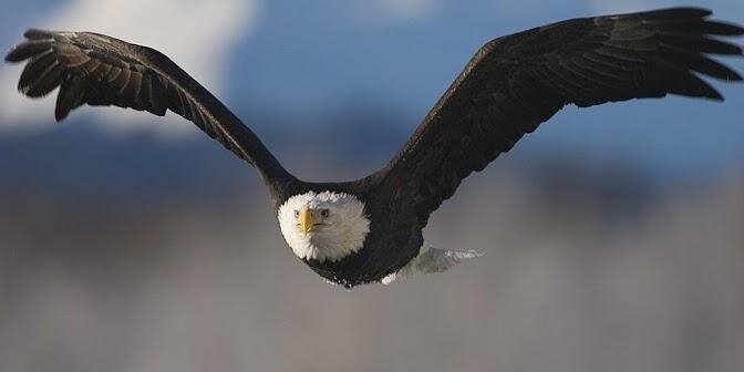 توفيقة بشر banner