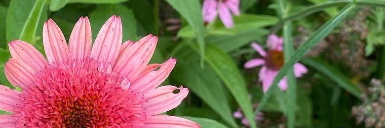 hannaschinstock's profile banner image
