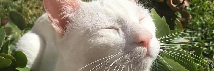 DellosteFrancis's profile banner image