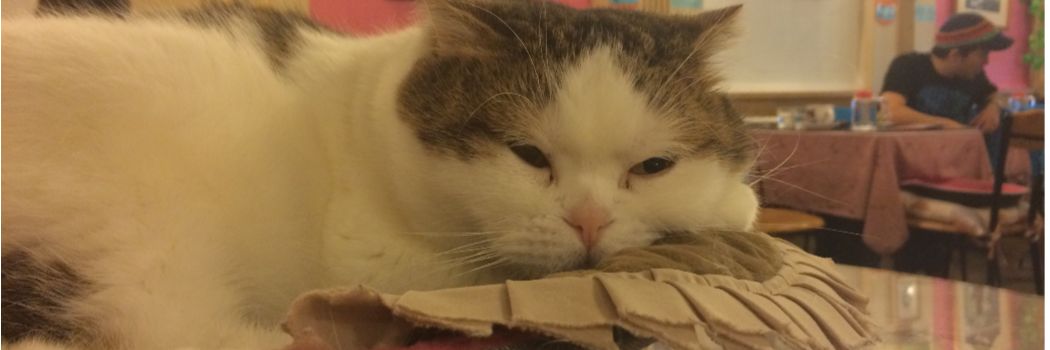 otanshotyou's profile banner image