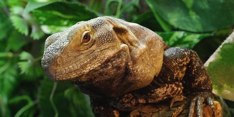 𝔍𝔢𝔯𝔢𝔪𝔦𝔞𝔥@蜥蜴夫人 banner