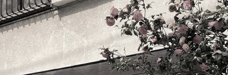 chiizulust's profile banner image