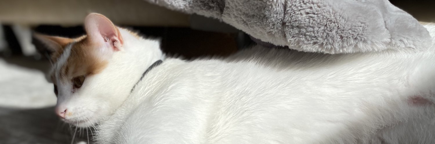 basakdogaan's profile banner image