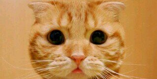 Ellysa_19's profile banner image