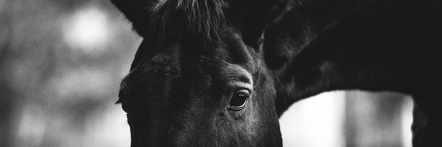 bendraperphoto's profile banner image