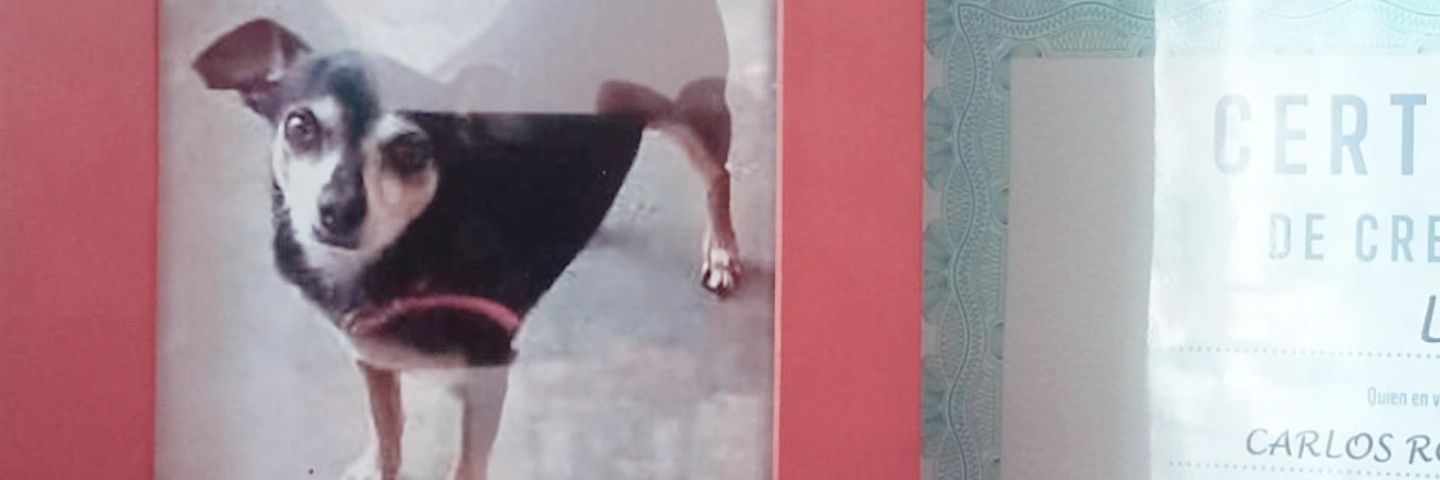 Stimpyrdz's profile banner image