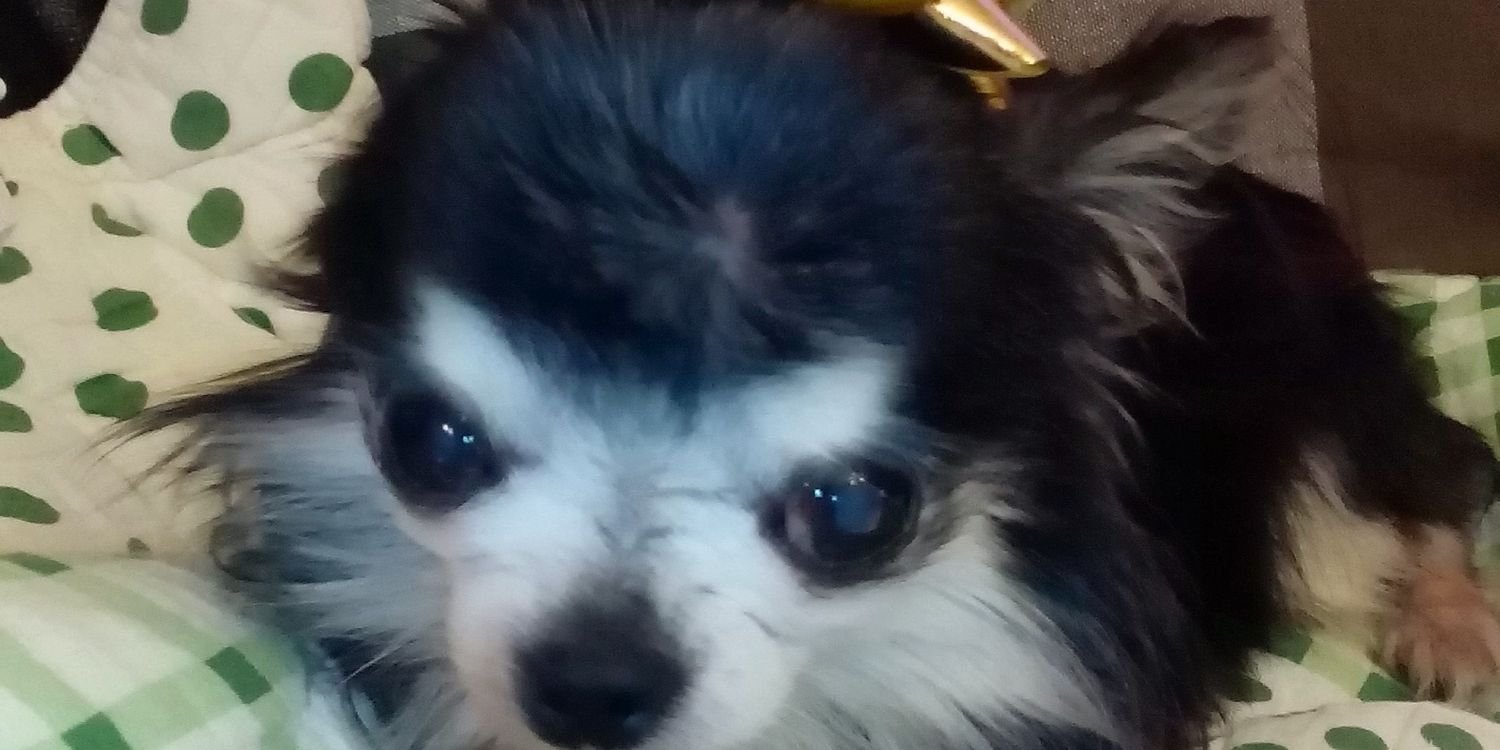 PLeunens's profile banner image